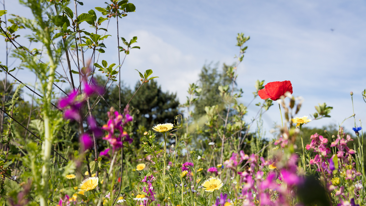 A large pollinator garden filled with flowers, bees, and butterflies.